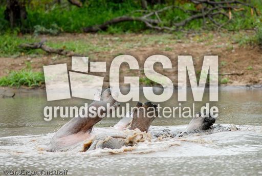 Flusspferd (88 von 104).jpg